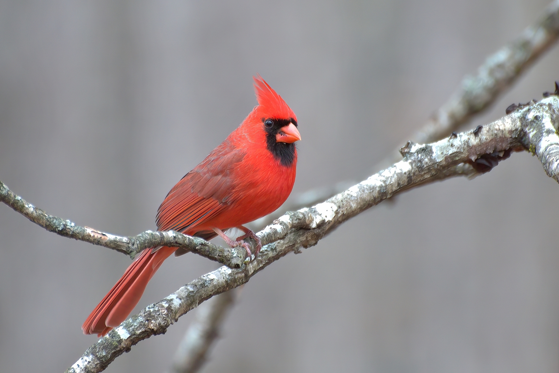 Lice Cardinal Cardinal - Ludwig.Gallery